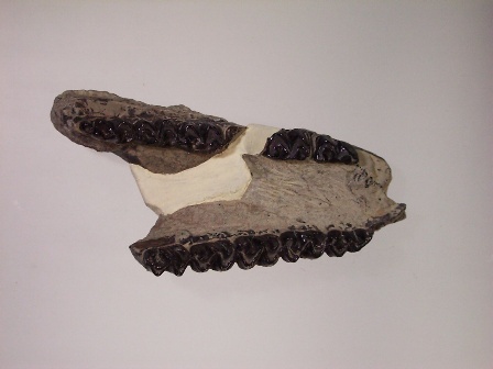 アンキテリウム化石複製（可児郷土歴史館）の画像