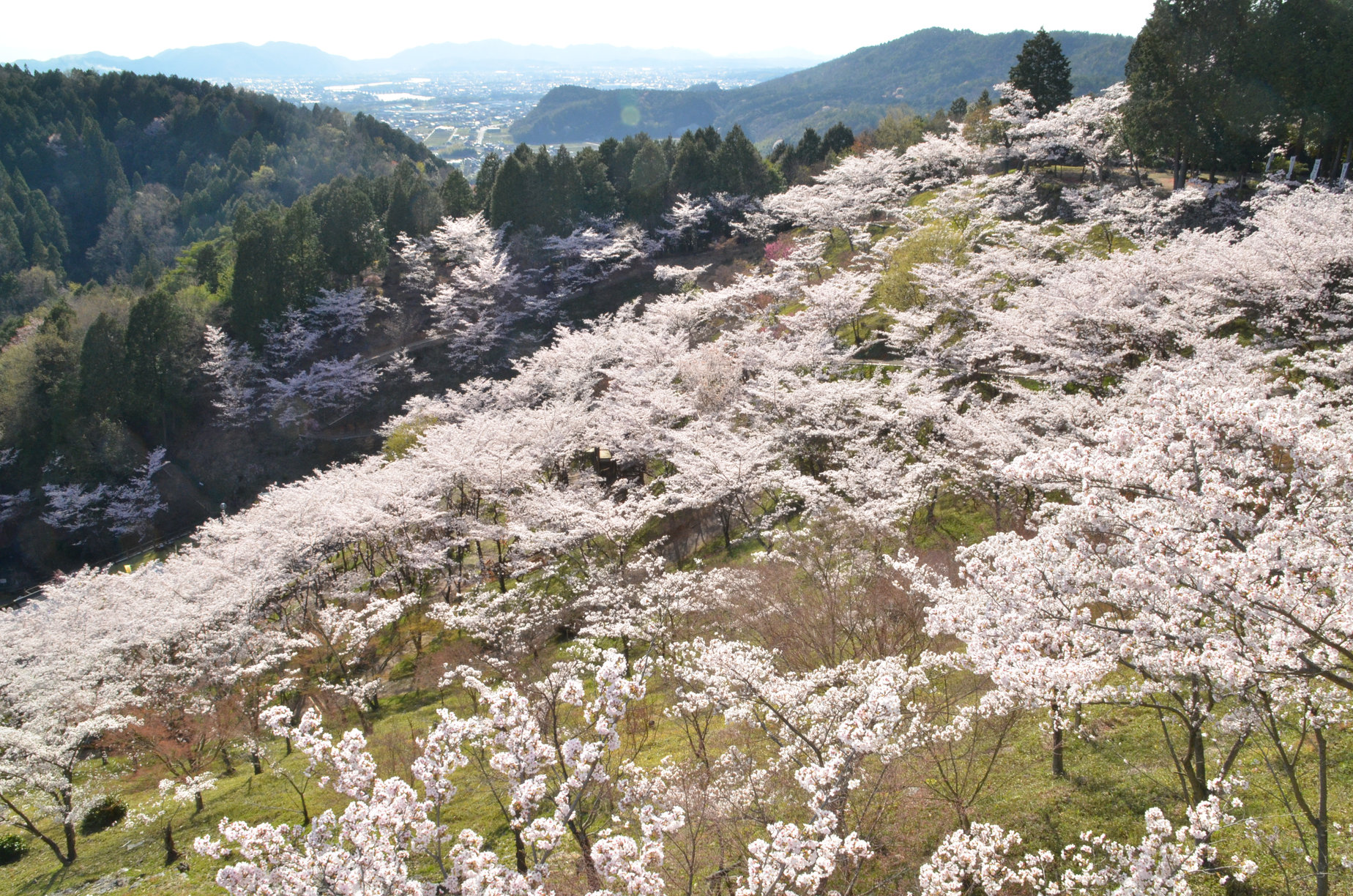 蘭丸ふるさとの森