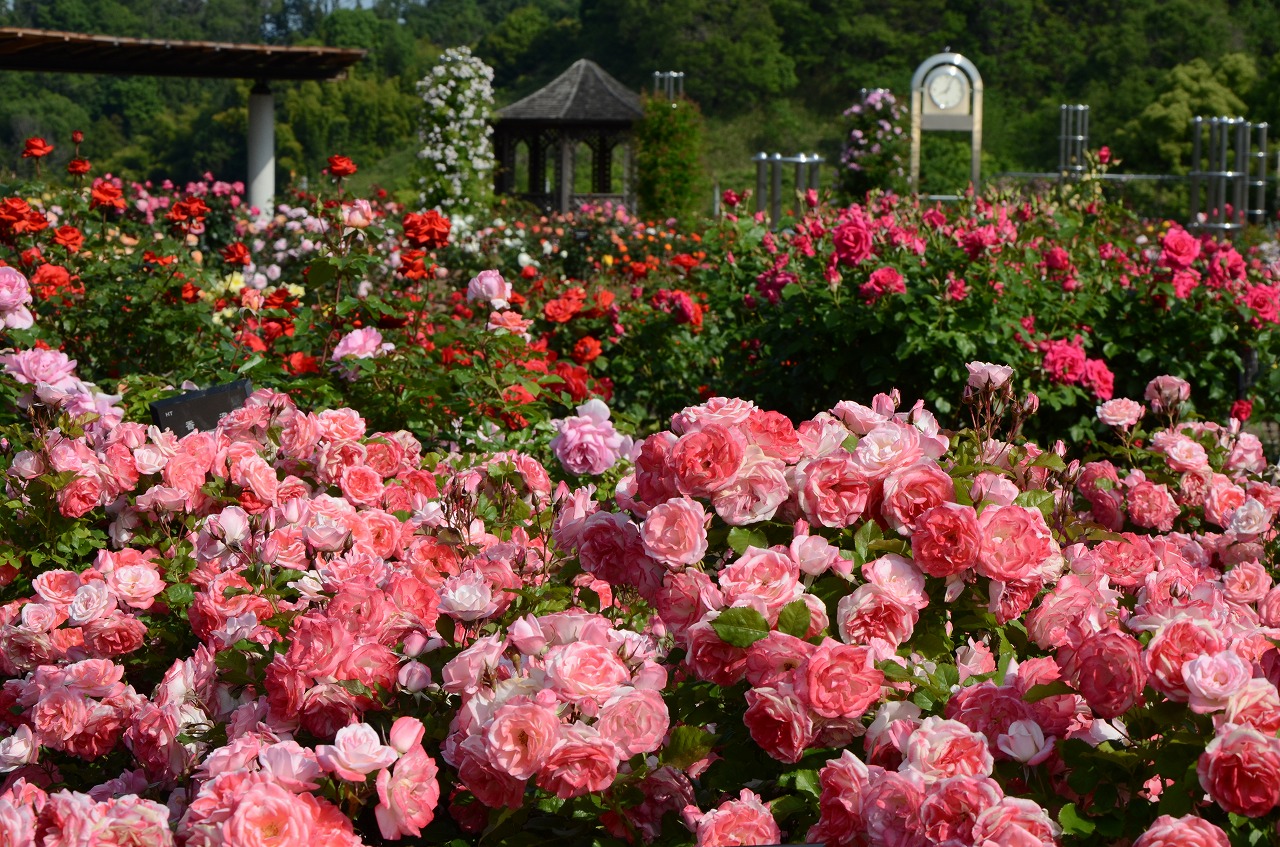 花フェスタ記念公園