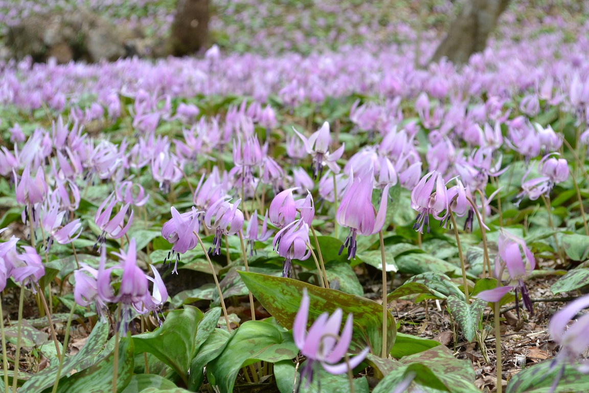 可児川下流域自然公園