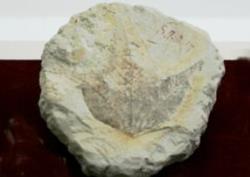 フウの化石の写真