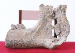 カニサイの化石の写真