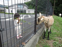 ヤギと子ども