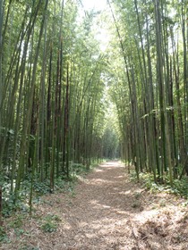 竹林の清浄な雰囲気