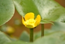 ヒメコウホネの花の画像