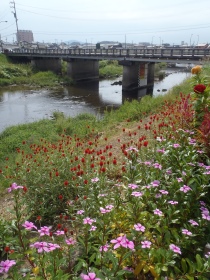 花と蛍橋