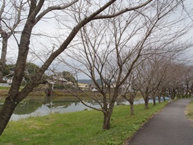 富さの桜