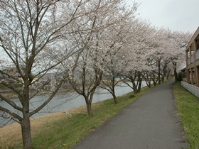 富さの桜2