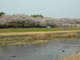 桜並木