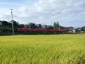 稲穂と電車